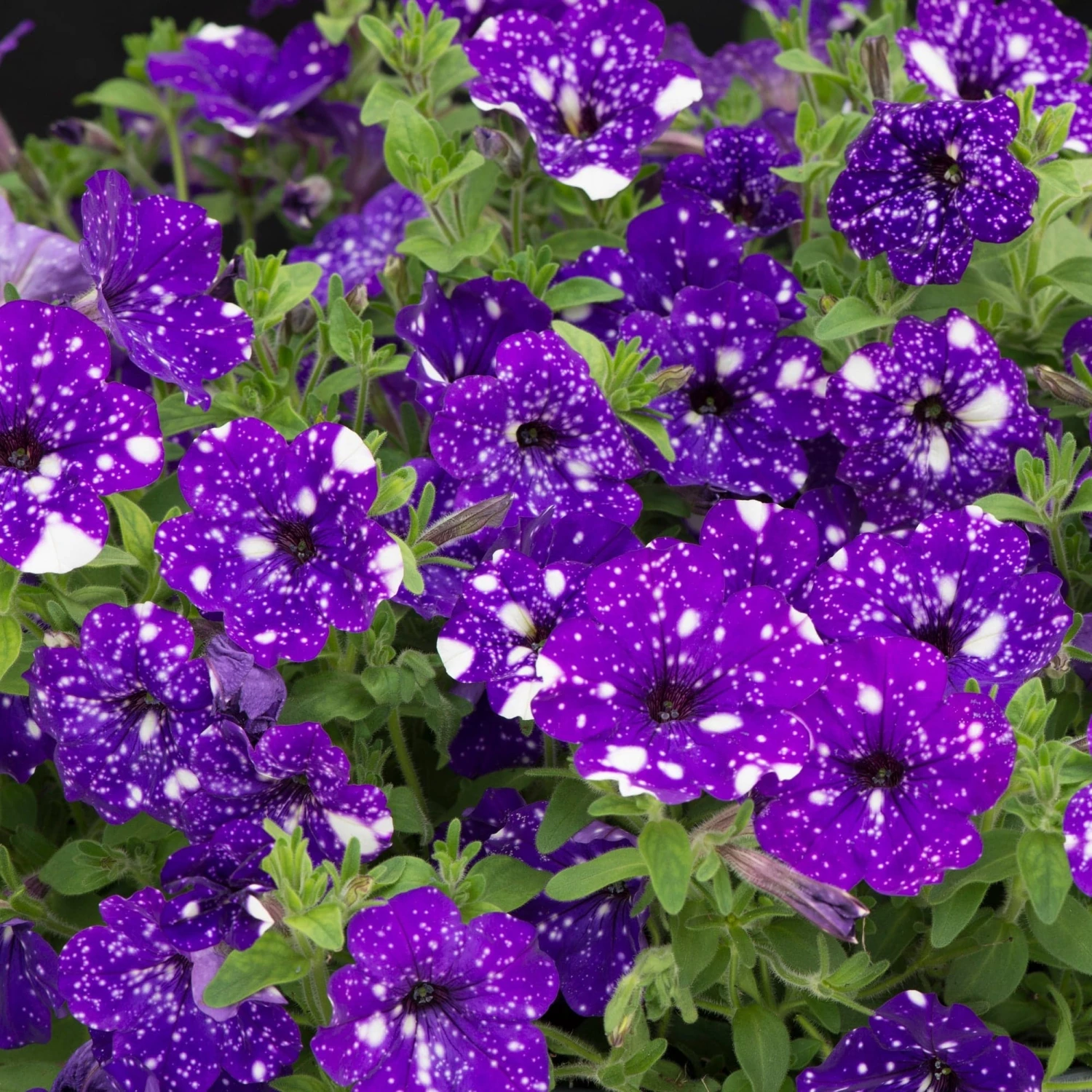 Roots Plants Petunias Petunia 'Night Sky' Jumbo Plug Plants 6 Roots Plants Petunias Petunia 'Night Sky' Jumbo Plug Plants