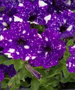 Roots Plants Petunias Petunia 'Night Sky' Jumbo Plug Plants 12 Roots Plants Petunias Petunia 'Night Sky' Jumbo Plug Plants