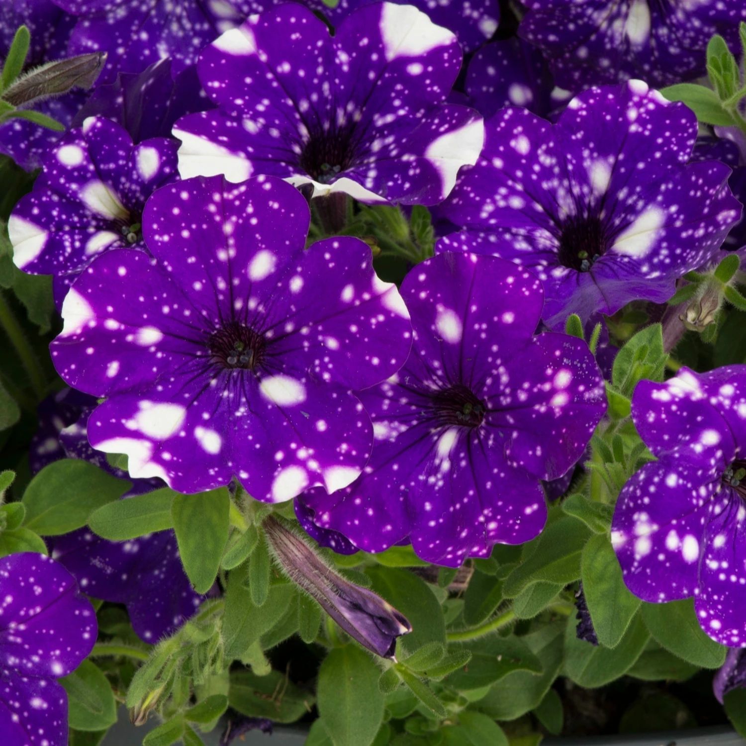 Roots Plants Petunias Petunia 'Night Sky' Jumbo Plug Plants 5 Roots Plants Petunias Petunia 'Night Sky' Jumbo Plug Plants