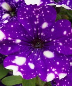 Roots Plants Petunias Petunia 'Night Sky' Jumbo Plug Plants