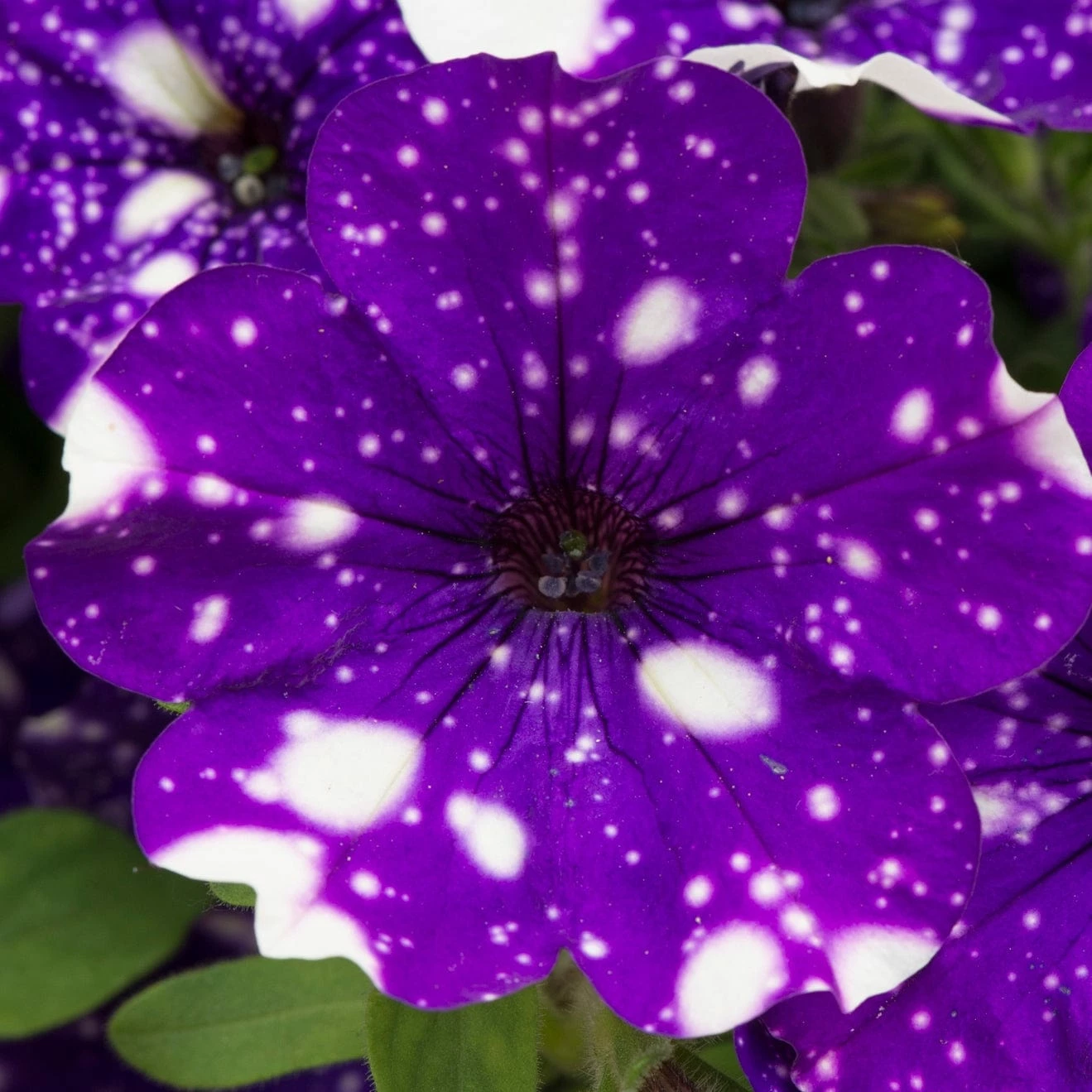 Roots Plants Petunias Petunia 'Night Sky' Jumbo Plug Plants 4 Roots Plants Petunias Petunia 'Night Sky' Jumbo Plug Plants