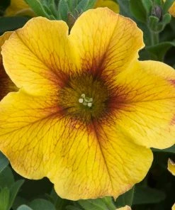 Roots Plants 12 Best Annuals For Hanging Baskets | Sunny Shades | Jumbo Plug Plants Calibrachoas