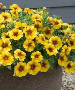 Roots Plants Petunias Petunia Petchoa 'Caramel Yellow' Jumbo Plug Plants