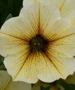 Roots Plants 12 Long Flowering Annuals For Pots | The Endless Summer Collection | Argyranthemum, Calibrachoa & Petunias All Annual Bedding