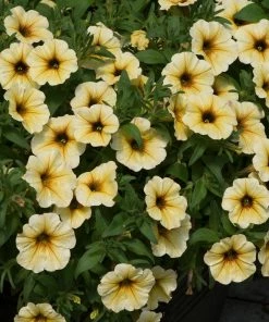 Roots Plants 12 Long Flowering Annuals For Pots | The Endless Summer Collection | Argyranthemum, Calibrachoa & Petunias All Annual Bedding