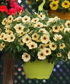 Roots Plants Petunia Petchoa 'French Vanilla' Jumbo Plug Plants Petunias 15 Roots Plants Petunia Petchoa 'French Vanilla' Jumbo Plug Plants Petunias