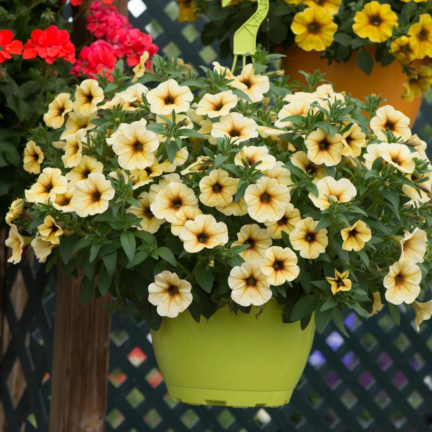 Roots Plants Petunia Petchoa 'French Vanilla' Jumbo Plug Plants Petunias 8 Roots Plants Petunia Petchoa 'French Vanilla' Jumbo Plug Plants Petunias