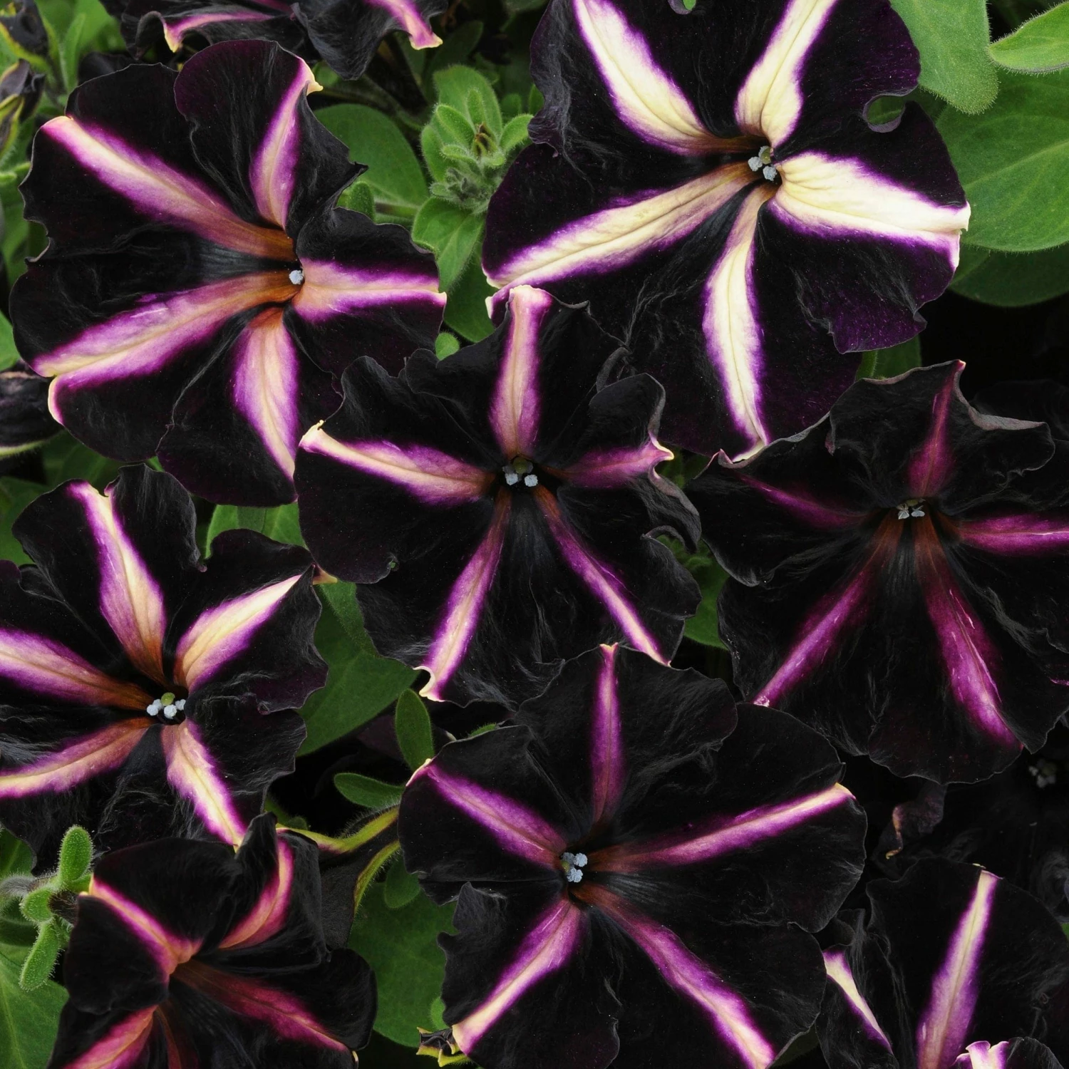 Roots Plants 12 Annuals For Hanging Baskets | The Dark Side Of The Moon Collection | Calibrachoa, Petunia & Dahlia Dahlias 9 Roots Plants 12 Annuals For Hanging Baskets | The Dark Side Of The Moon Collection | Calibrachoa, Petunia & Dahlia Dahlias