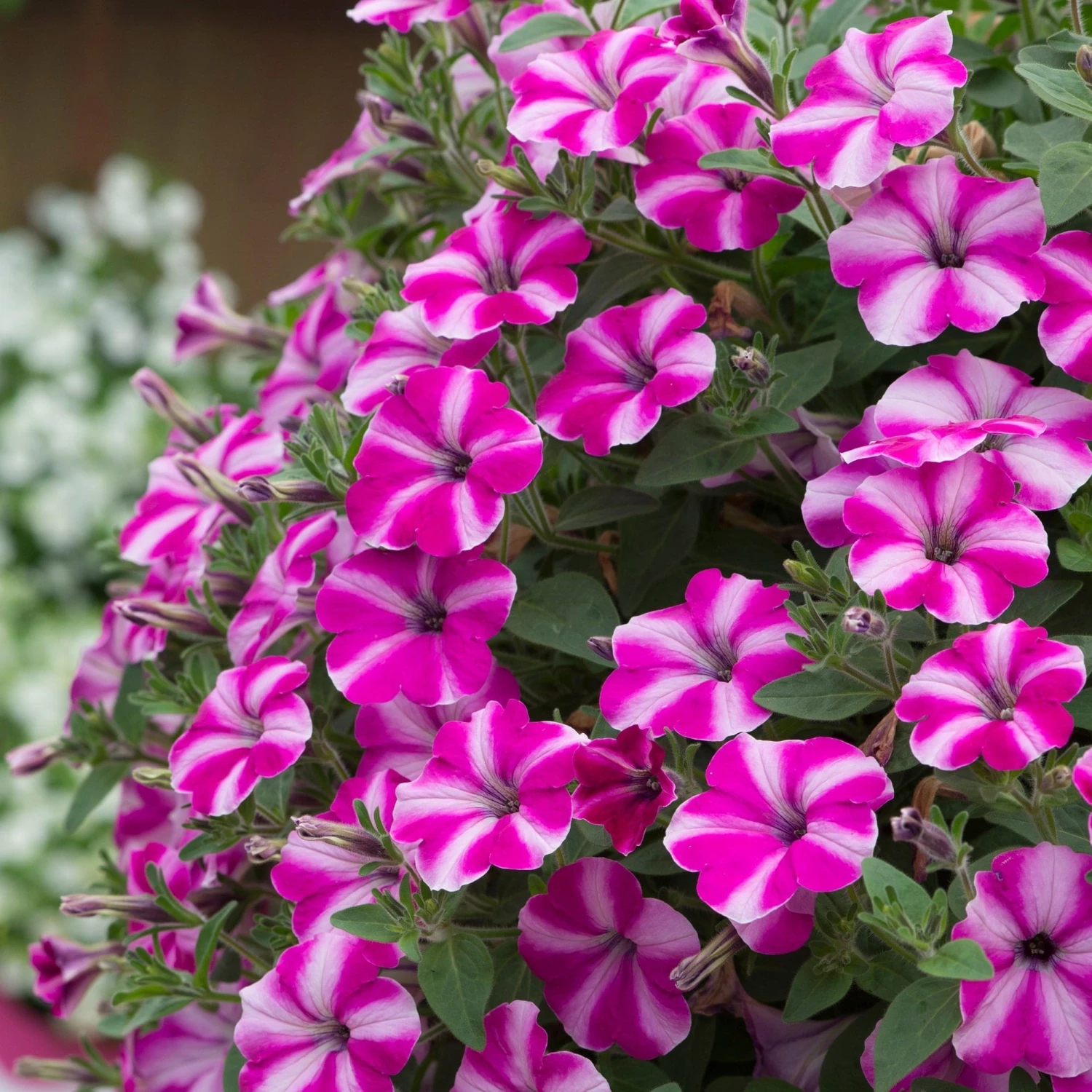 Roots Plants Petunia 'Raspberry Star' Jumbo Plug Plants 8 Roots Plants Petunia 'Raspberry Star' Jumbo Plug Plants
