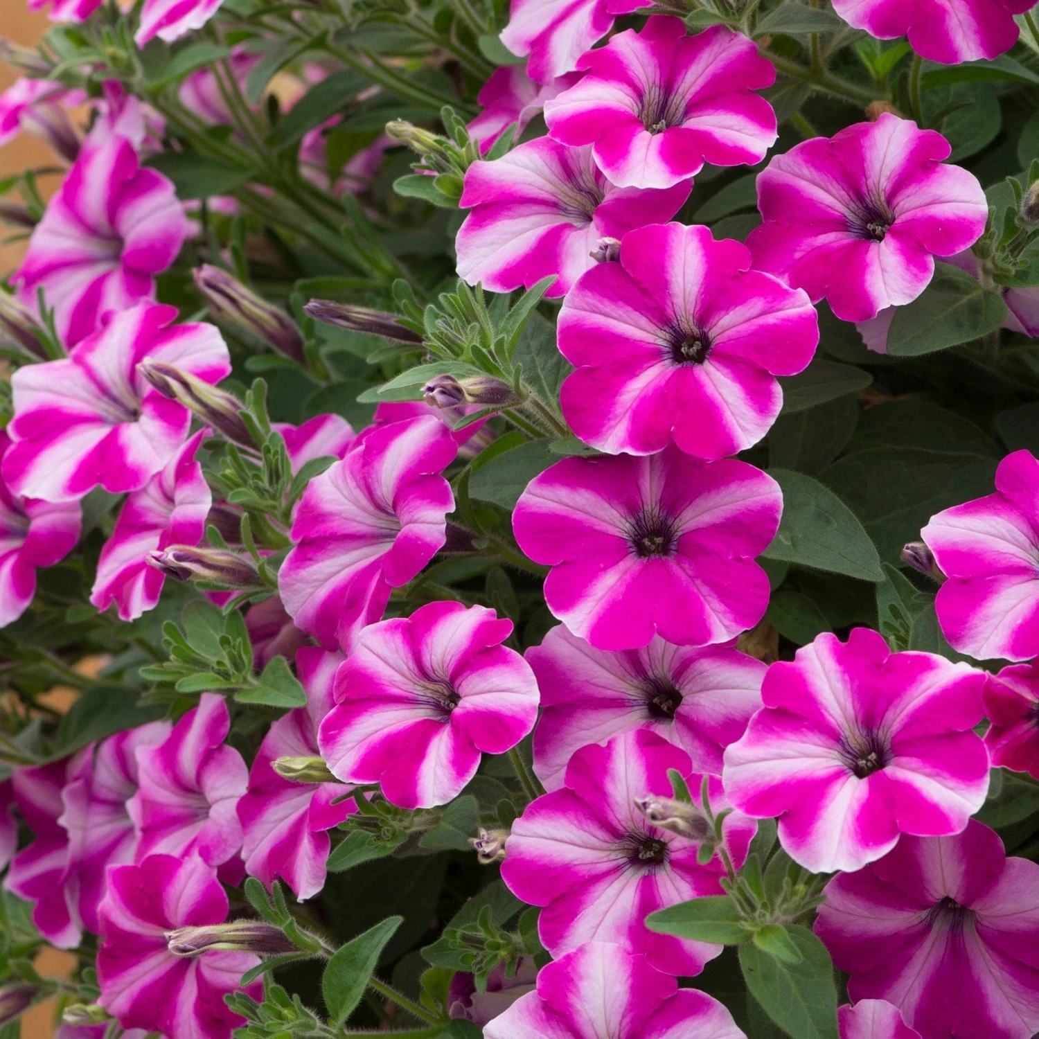 Roots Plants Petunia 'Raspberry Star' Jumbo Plug Plants 7 Roots Plants Petunia 'Raspberry Star' Jumbo Plug Plants