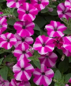 Roots Plants Petunia 'Raspberry Star' Jumbo Plug Plants 12 Roots Plants Petunia 'Raspberry Star' Jumbo Plug Plants