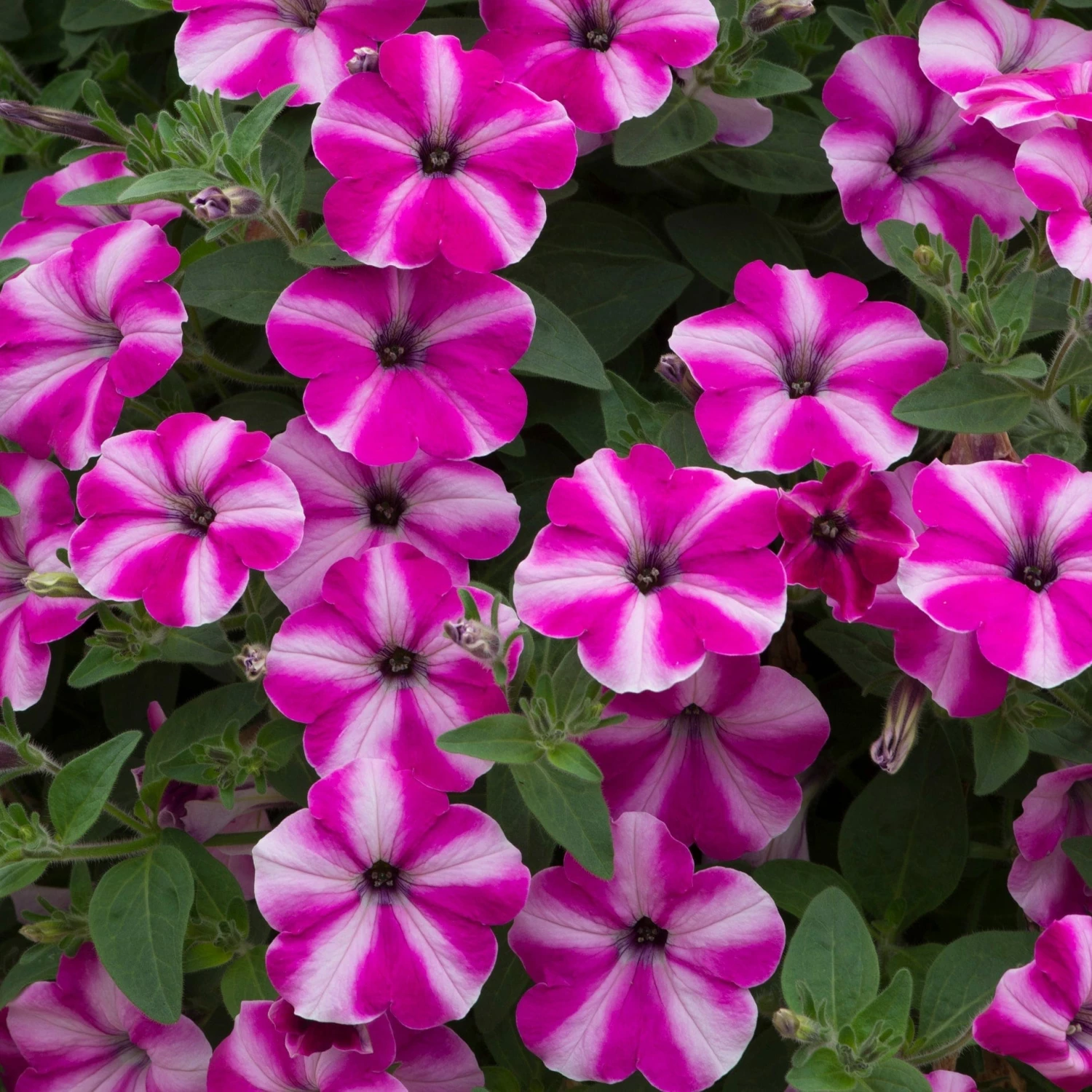 Roots Plants Petunia 'Raspberry Star' Jumbo Plug Plants 6 Roots Plants Petunia 'Raspberry Star' Jumbo Plug Plants