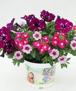 Roots Plants Petunias Cherry Kiss Improved' Jumbo Trixi Plug Plants 10 Roots Plants Petunias Cherry Kiss Improved' Jumbo Trixi Plug Plants