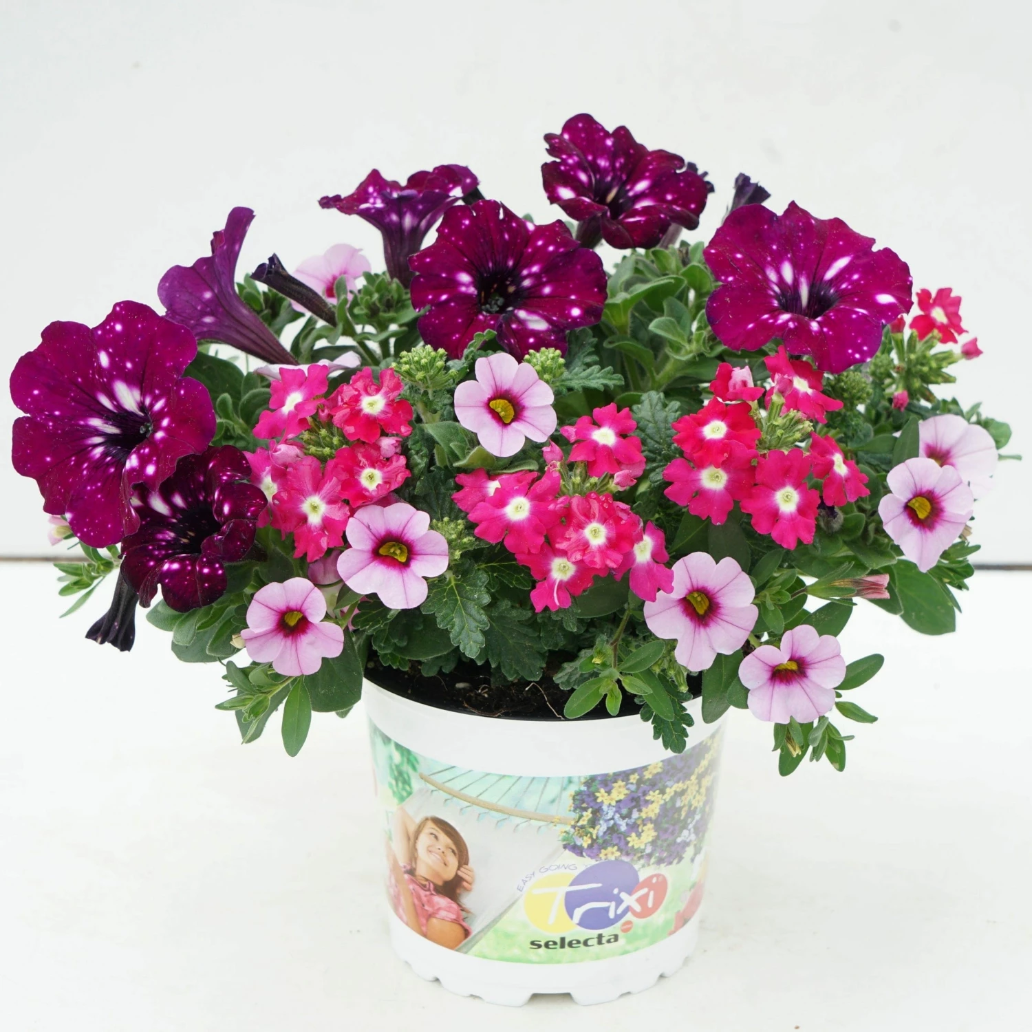 Roots Plants Petunias Cherry Kiss Improved' Jumbo Trixi Plug Plants 6 Roots Plants Petunias Cherry Kiss Improved' Jumbo Trixi Plug Plants