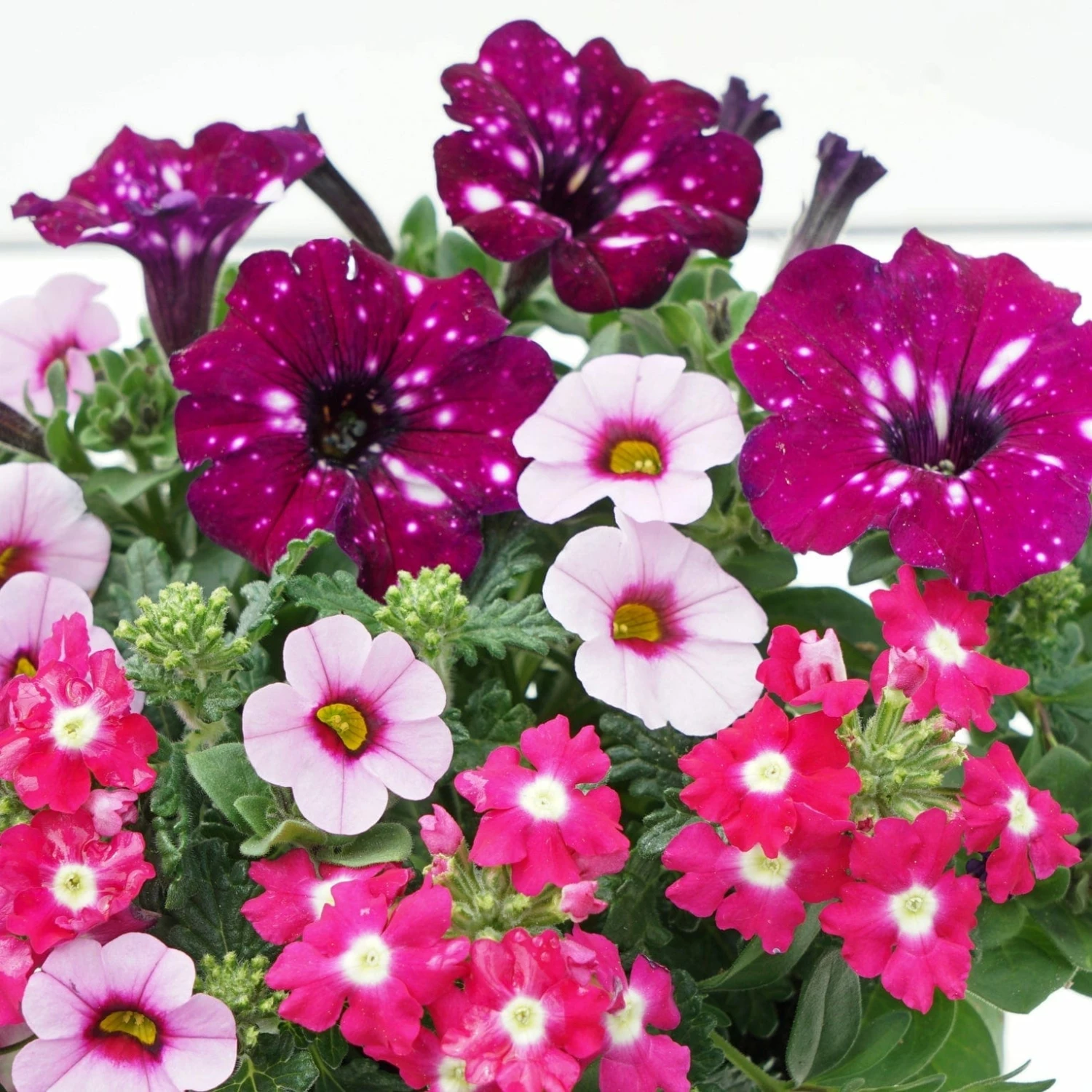 Roots Plants Petunias Cherry Kiss Improved' Jumbo Trixi Plug Plants 4 Roots Plants Petunias Cherry Kiss Improved' Jumbo Trixi Plug Plants