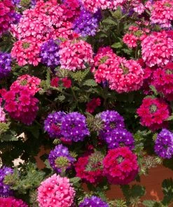 Roots Plants Wild Berries' Jumbo Trixi Plug Plants Petunias 8 Roots Plants Wild Berries' Jumbo Trixi Plug Plants Petunias