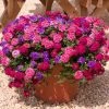 Roots Plants Wild Berries' Jumbo Trixi Plug Plants Petunias 2 Roots Plants Wild Berries' Jumbo Trixi Plug Plants Petunias
