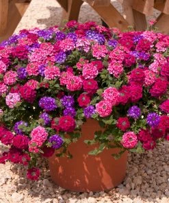 Roots Plants Wild Berries' Jumbo Trixi Plug Plants Petunias