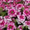 Roots Plants Verbena 'Sparkle Dark Pink' Jumbo Plug Plants Verbenas