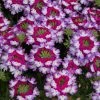 Roots Plants Verbena 'Sparkle Purple Blues' Jumbo Plug Plants