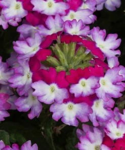 Roots Plants Verbena 'Sparkle Purple Blues' Jumbo Plug Plants