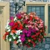 Roots Plants Busy Lizzie Instant Designer Hanging Basket | Impatiens 'Beacon' 2 Roots Plants Busy Lizzie Instant Designer Hanging Basket | Impatiens 'Beacon'