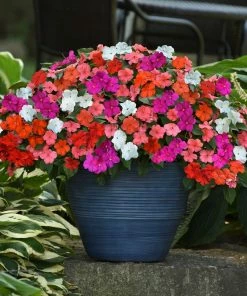 Roots Plants Busy Lizzie Instant Designer Hanging Basket | Impatiens 'Beacon' 14 Roots Plants Busy Lizzie Instant Designer Hanging Basket | Impatiens 'Beacon'