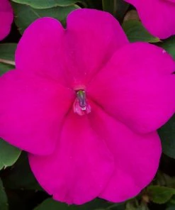 Roots Plants Busy Lizzie Instant Designer Hanging Basket | Impatiens 'Beacon' 17 Roots Plants Busy Lizzie Instant Designer Hanging Basket | Impatiens 'Beacon'