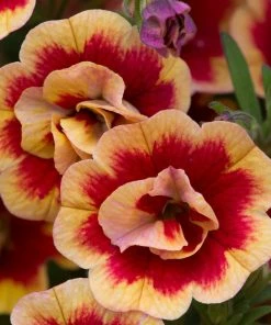 Roots Plants Calibrachoas Calibrachoa Can-Can Double OrangeTastic