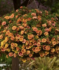 Roots Plants Calibrachoas Calibrachoa Can-Can Double OrangeTastic
