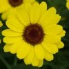 Roots Plants All Annual Bedding Argyranthemum Grandaisy Bright Yellow