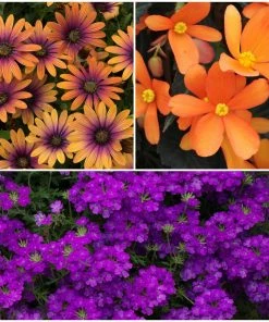 Roots Plants 12 Annuals For Pots | The Amethyst And Topaz Collection | Begonia, Osteospermum & Verbena