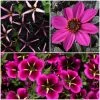 Roots Plants 12 Annuals For Hanging Baskets | The Dark Side Of The Moon Collection | Calibrachoa, Petunia & Dahlia Dahlias