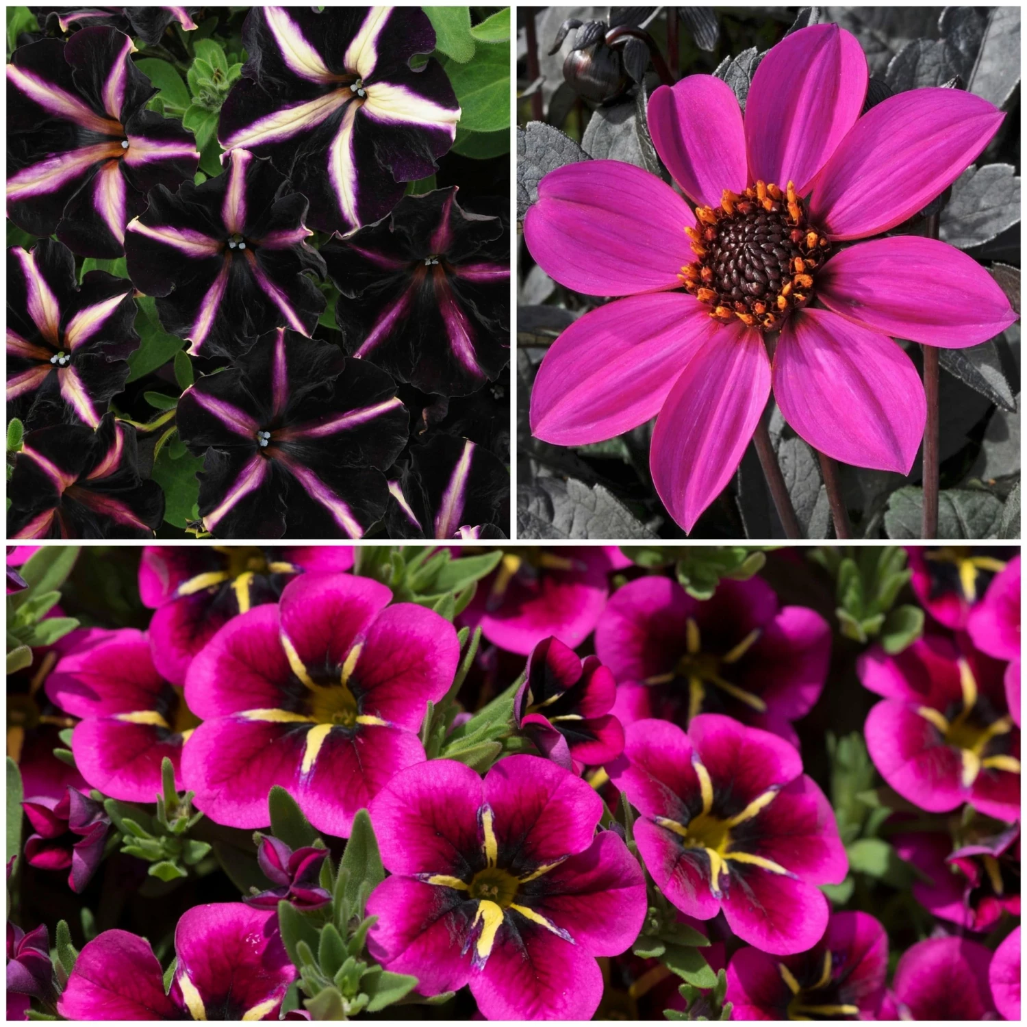 Roots Plants 12 Annuals For Hanging Baskets | The Dark Side Of The Moon Collection | Calibrachoa, Petunia & Dahlia Dahlias 3 Roots Plants 12 Annuals For Hanging Baskets | The Dark Side Of The Moon Collection | Calibrachoa, Petunia & Dahlia Dahlias