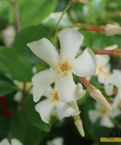 Roots Plants Chinese Jasmine | Trachelospermum 'Asiaticum' | On A 90cm Cane In A 3L Pot