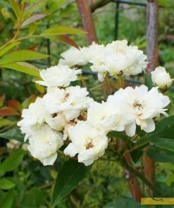 Roots Plants Rosa Banksiae 'Alba Plena' | Rambling Rose | On A 90cm Cane In A 3L Pot Other Climbing Plants