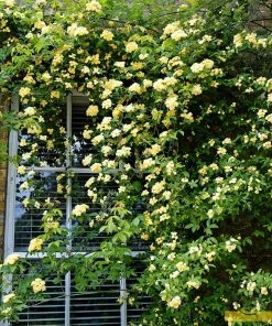 Roots Plants Rosa Banksiae 'Lutea' | Rambling Rose | On A 90cm Cane In A 3L Pot
