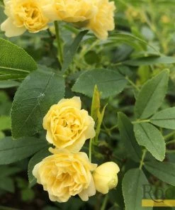 Roots Plants Rosa Banksiae 'Lutea' | Rambling Rose | On A 90cm Cane In A 3L Pot