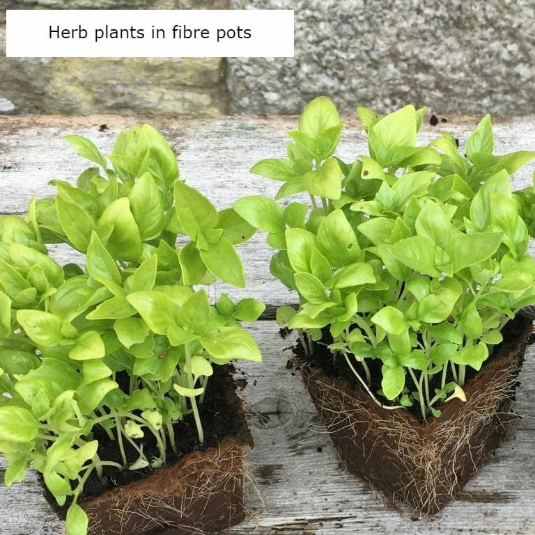 Roots Plants 3 Organic Garden Mint Plants 6 Roots Plants 3 Organic Garden Mint Plants