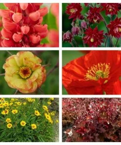 Roots Plants Perennials Red Yellow & Orange Perennial Plants Collection | Summer Flame Collection