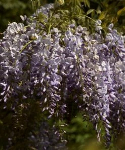 Roots Plants Wisteria Sinensis | Chinese Wisteria | On A 90cm Cane In A 3L Pot 9 Roots Plants Wisteria Sinensis | Chinese Wisteria | On A 90cm Cane In A 3L Pot