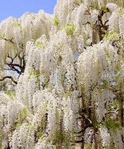 Roots Plants Wisteria Sinensis 'Alba' | On A 90cm Cane In A 3L Pot