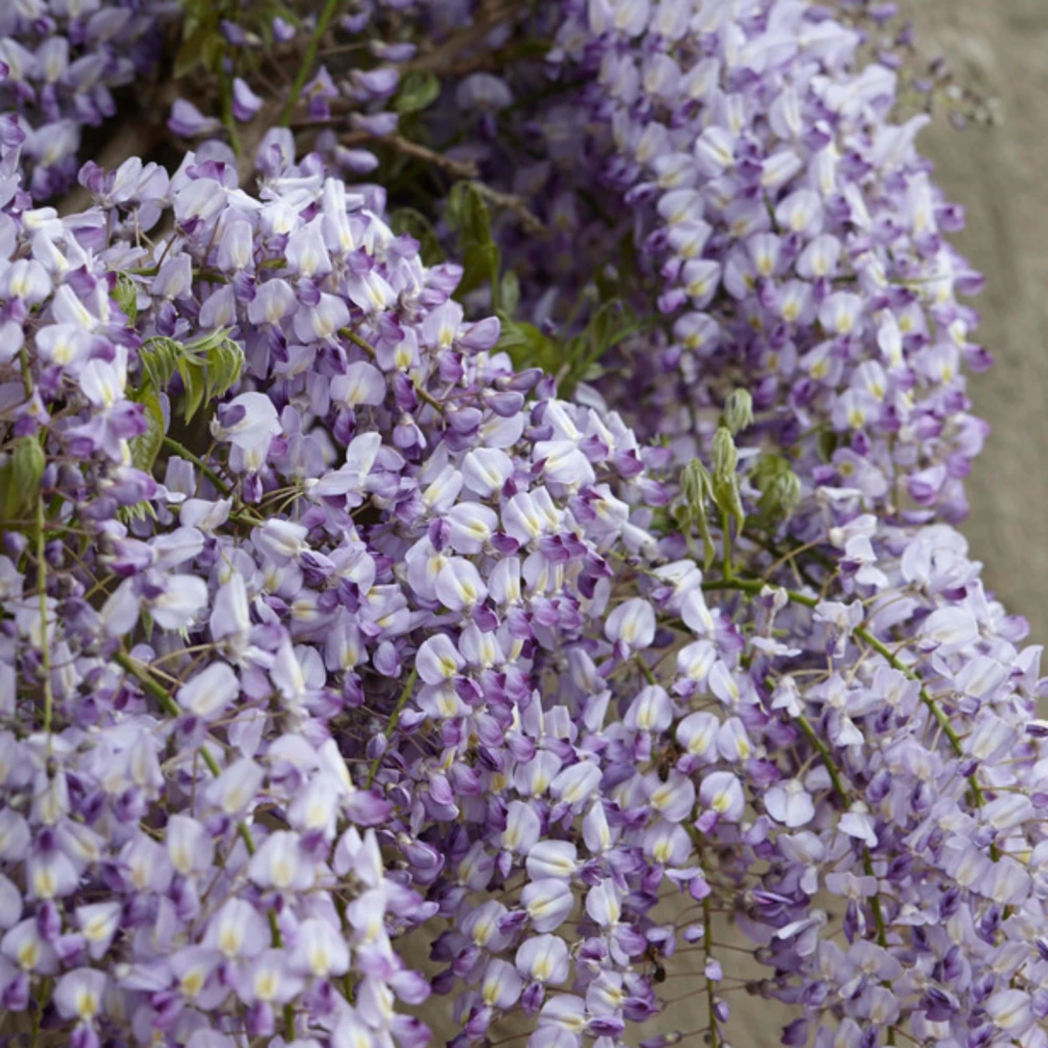 Roots Plants Wisteria Floribunda | On A 90cm Cane In A 3L Pot 3 Roots Plants Wisteria Floribunda | On A 90cm Cane In A 3L Pot