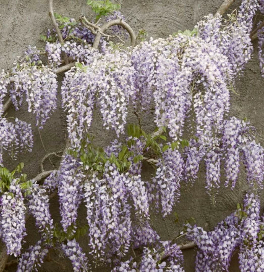 Roots Plants Wisteria Floribunda | On A 90cm Cane In A 3L Pot 4 Roots Plants Wisteria Floribunda | On A 90cm Cane In A 3L Pot