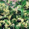 Roots Plants Yellow Star Jasmine | Trachelospermum 'Star Of Tuscany' | On A 90cm Cane In A 3L Pot
