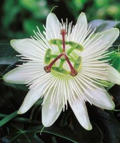 Roots Plants Passiflora 'Constance Elliott' | Passion Flower | On A 90cm Cane In A 3L Pot