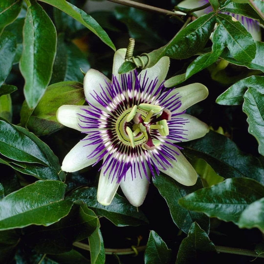 Roots Plants Passiflora 'Caerulea' | Passion Flower | On A 90cm Cane In A 3L Pot 4 Roots Plants Passiflora 'Caerulea' | Passion Flower | On A 90cm Cane In A 3L Pot
