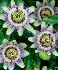 Roots Plants Passiflora 'Caerulea' | Passion Flower | On A 90cm Cane In A 3L Pot 8 Roots Plants Passiflora 'Caerulea' | Passion Flower | On A 90cm Cane In A 3L Pot