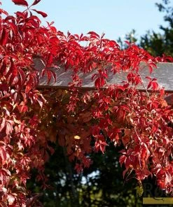 Roots Plants Virginia Creeper | Parthenocissus 'Quinquefolia' | On A 90cm Cane In A 3L Pot Other Climbing Plants