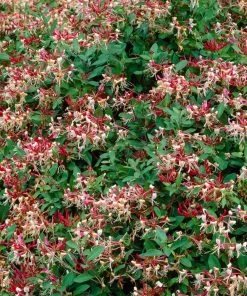Roots Plants Honeysuckle 'Serotina' | Lonicera Periclymenum | On A 90cm Cane In A 3L Pot 7 Roots Plants Honeysuckle 'Serotina' | Lonicera Periclymenum | On A 90cm Cane In A 3L Pot